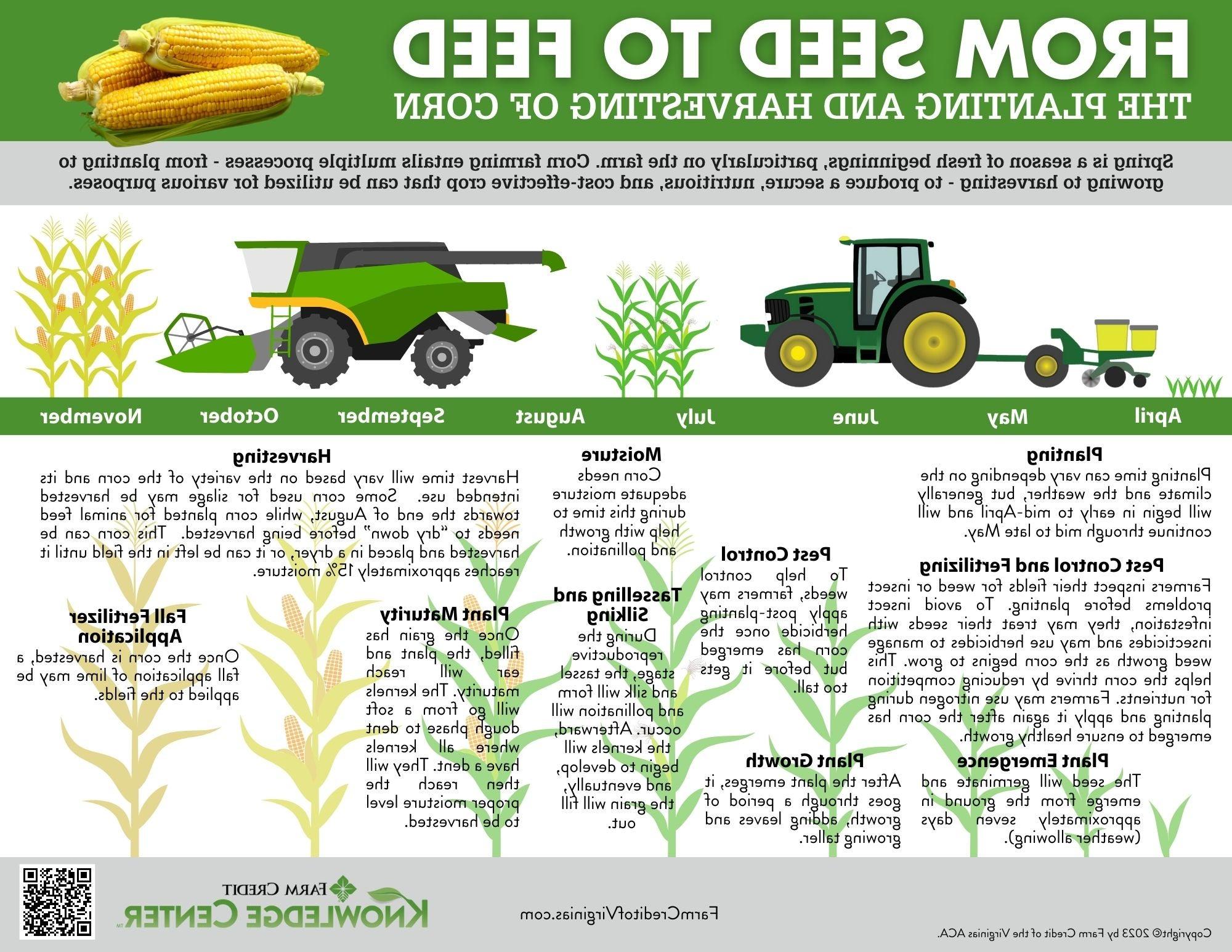 from seed to feed harvesting corn infographic
